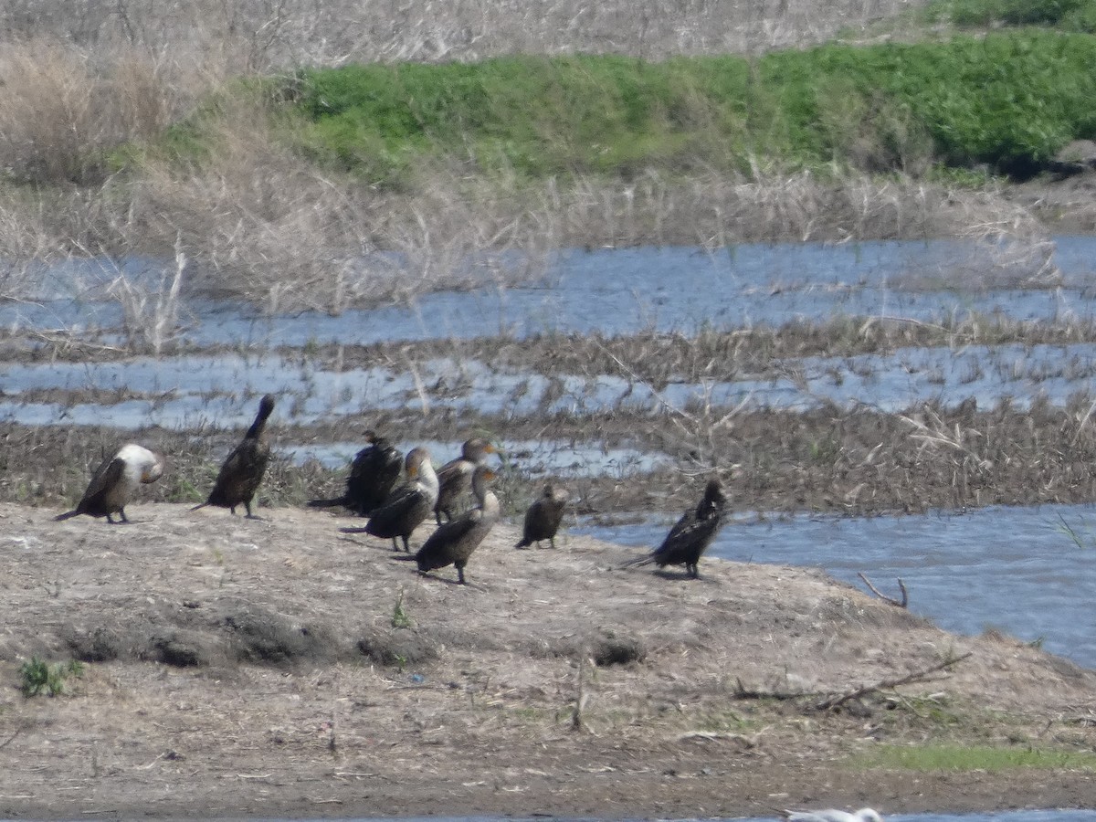 Neotropic Cormorant - ML341734061
