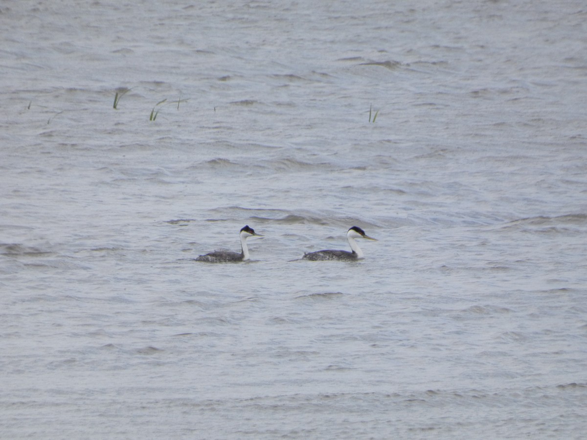 Western Grebe - ML341734561