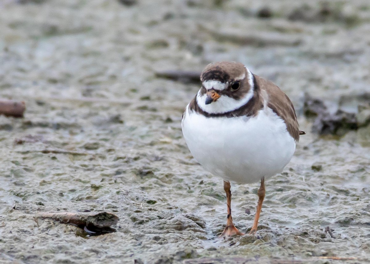 Semipalmated Plover - Ken Pride