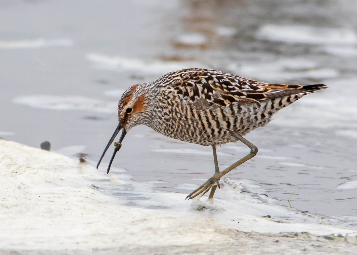 Stilt Sandpiper - Ken Pride