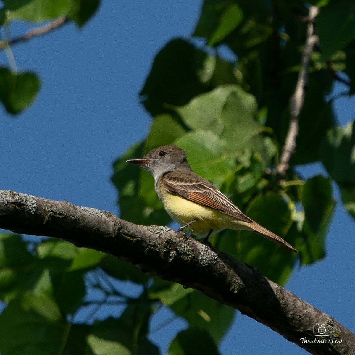 Great Crested Flycatcher - ML341736681