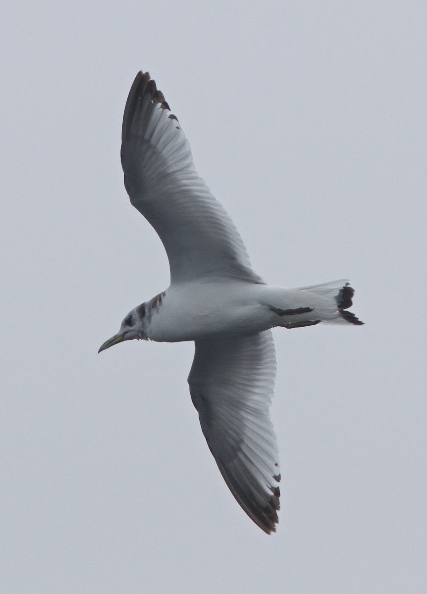 Mouette tridactyle - ML34173681