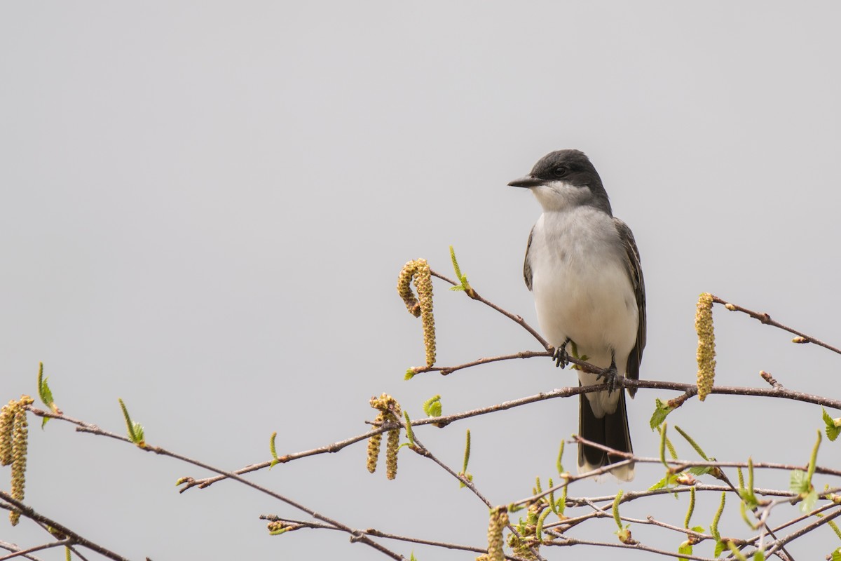 Eastern Kingbird - ML341736891