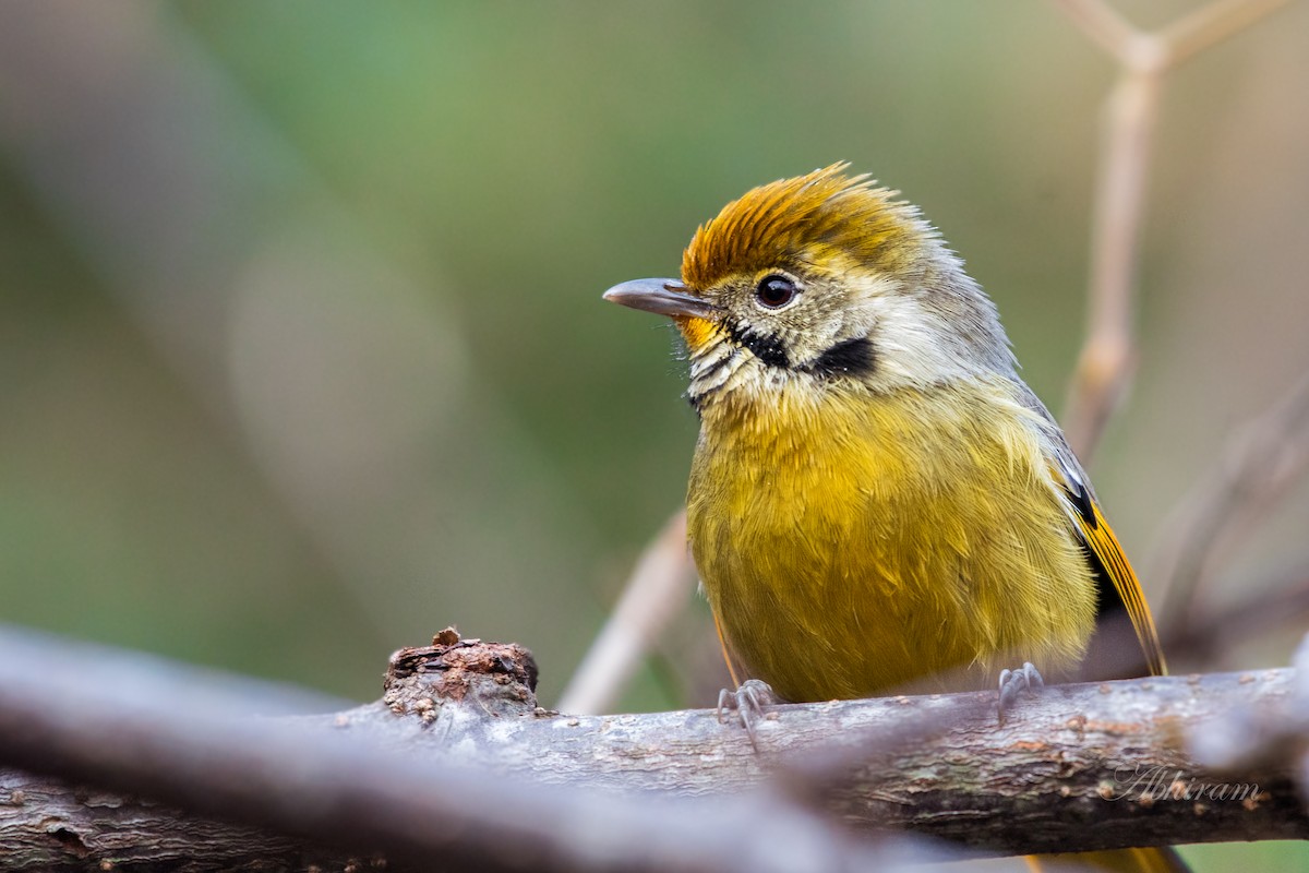 Chestnut-tailed Minla - Abhiram Sankar