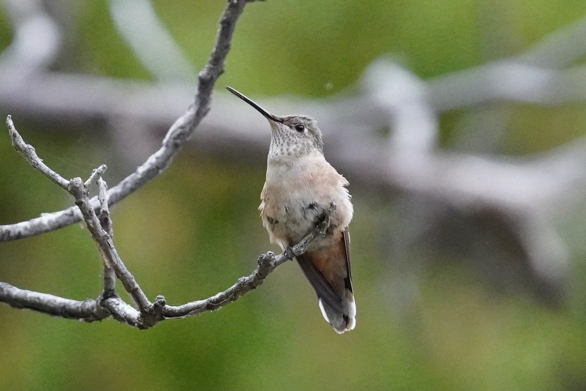 Broad-tailed Hummingbird - Tom E. Johnson