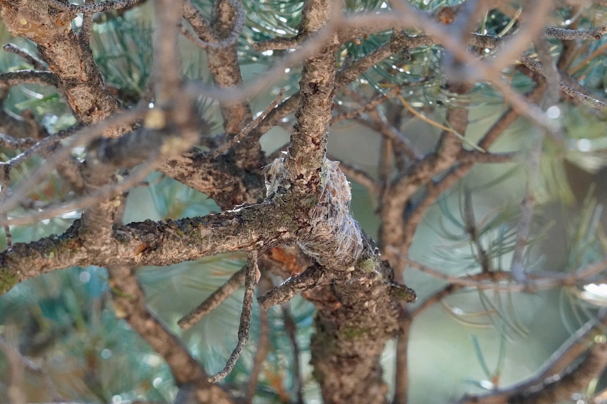 Broad-tailed Hummingbird - Tom E. Johnson
