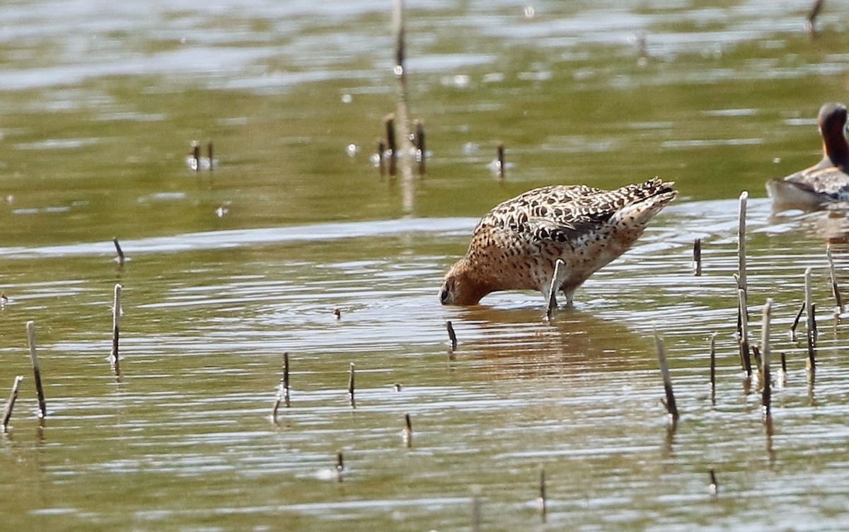 Short-billed Dowitcher (hendersoni) - Mark  Ludwick