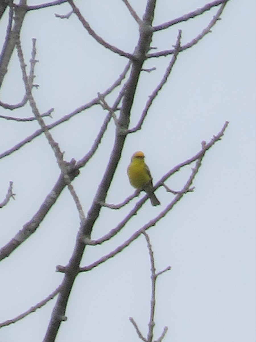 Blue-winged Warbler - Ursula  Mitra