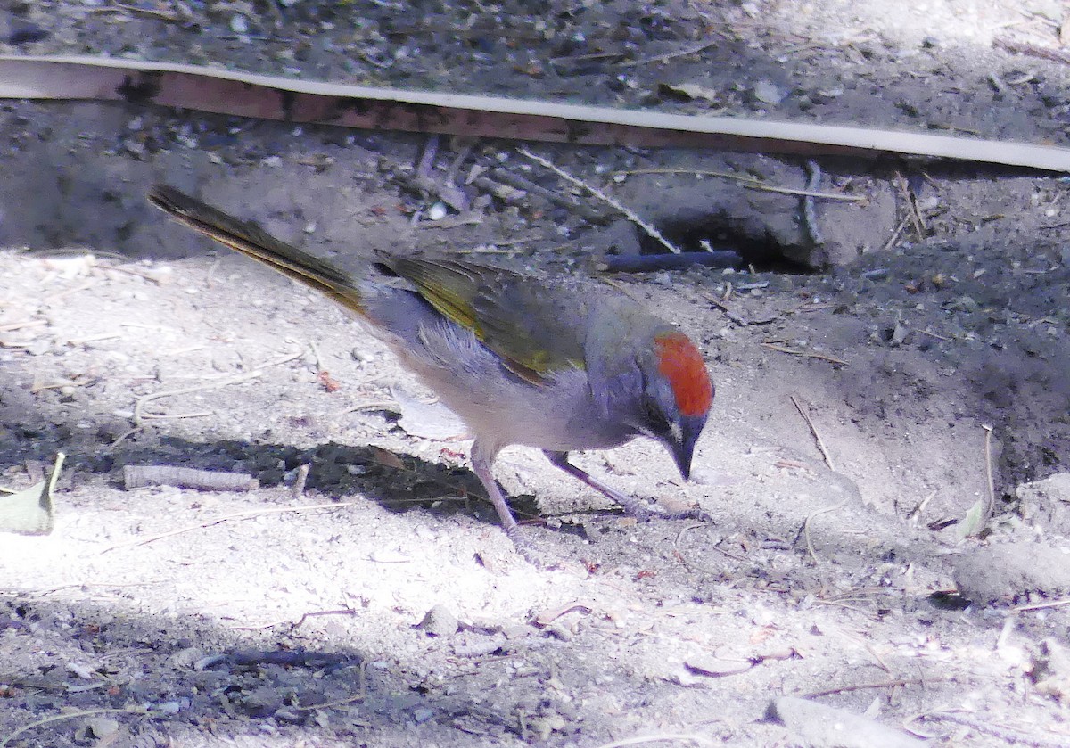 Green-tailed Towhee - barry mantell