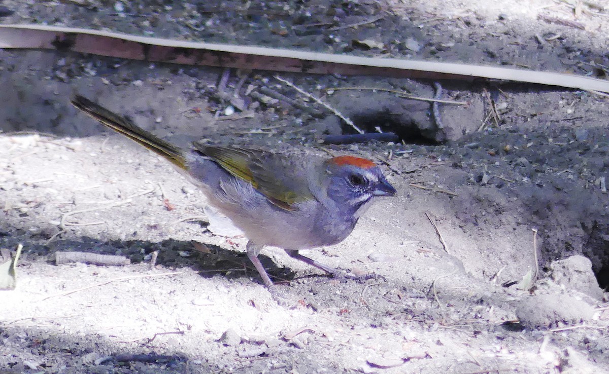 Green-tailed Towhee - barry mantell