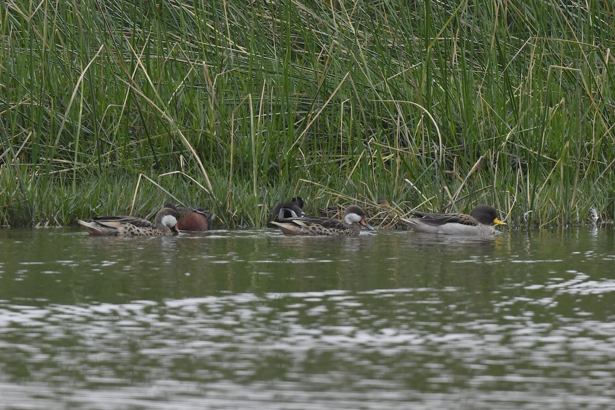 Yellow-billed Teal - ML341743891