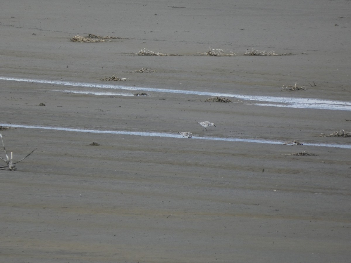 Bécasseau sanderling - ML341745931