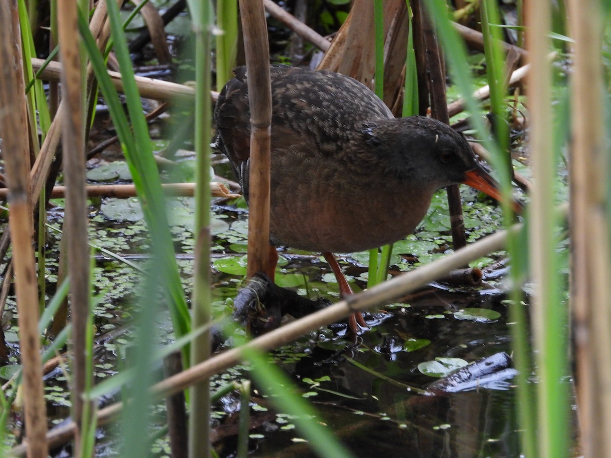 Virginia Rail - ML341746491