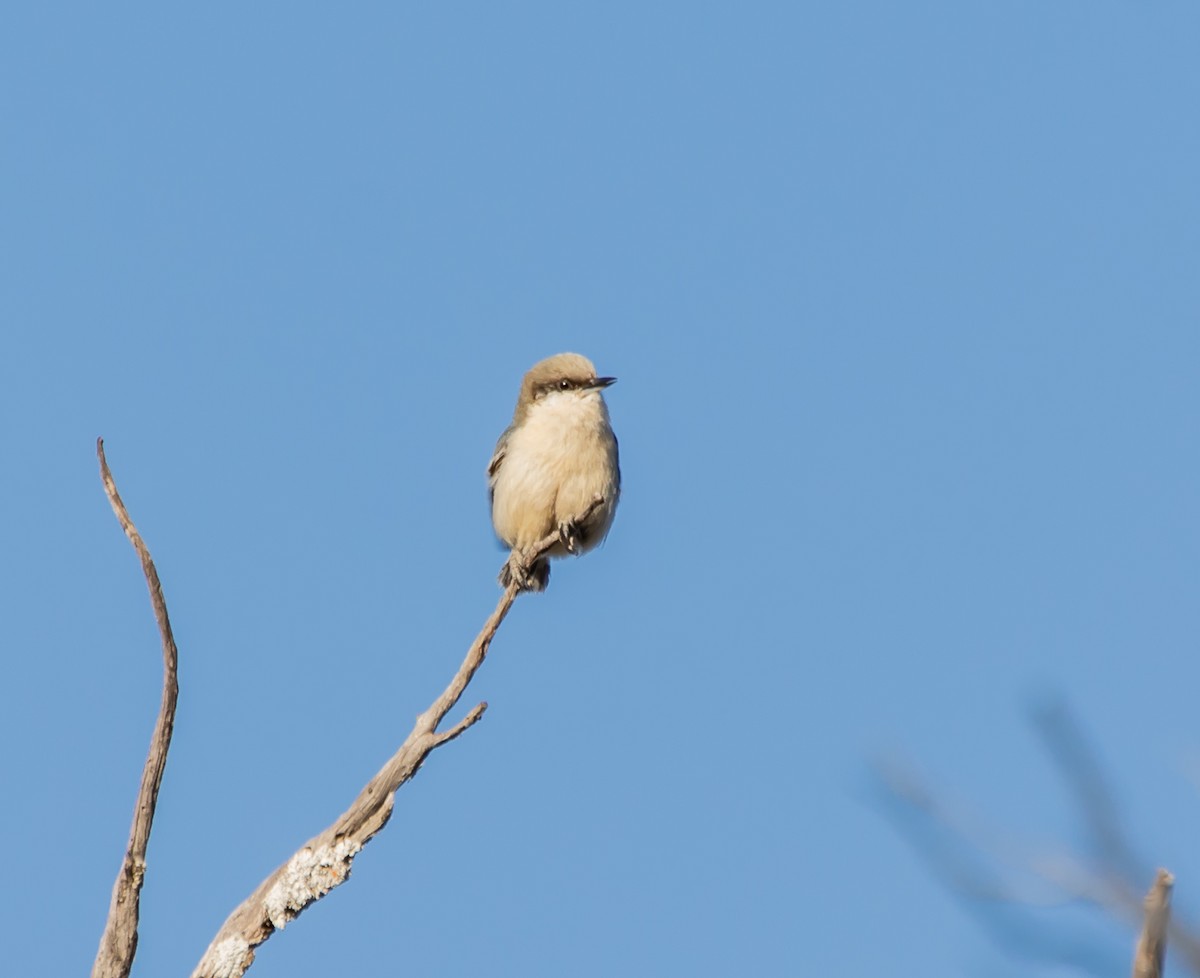 Pygmy Nuthatch - ML341746961