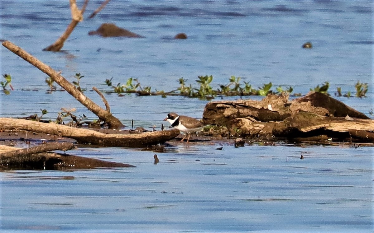 Semipalmated Plover - ML341747491