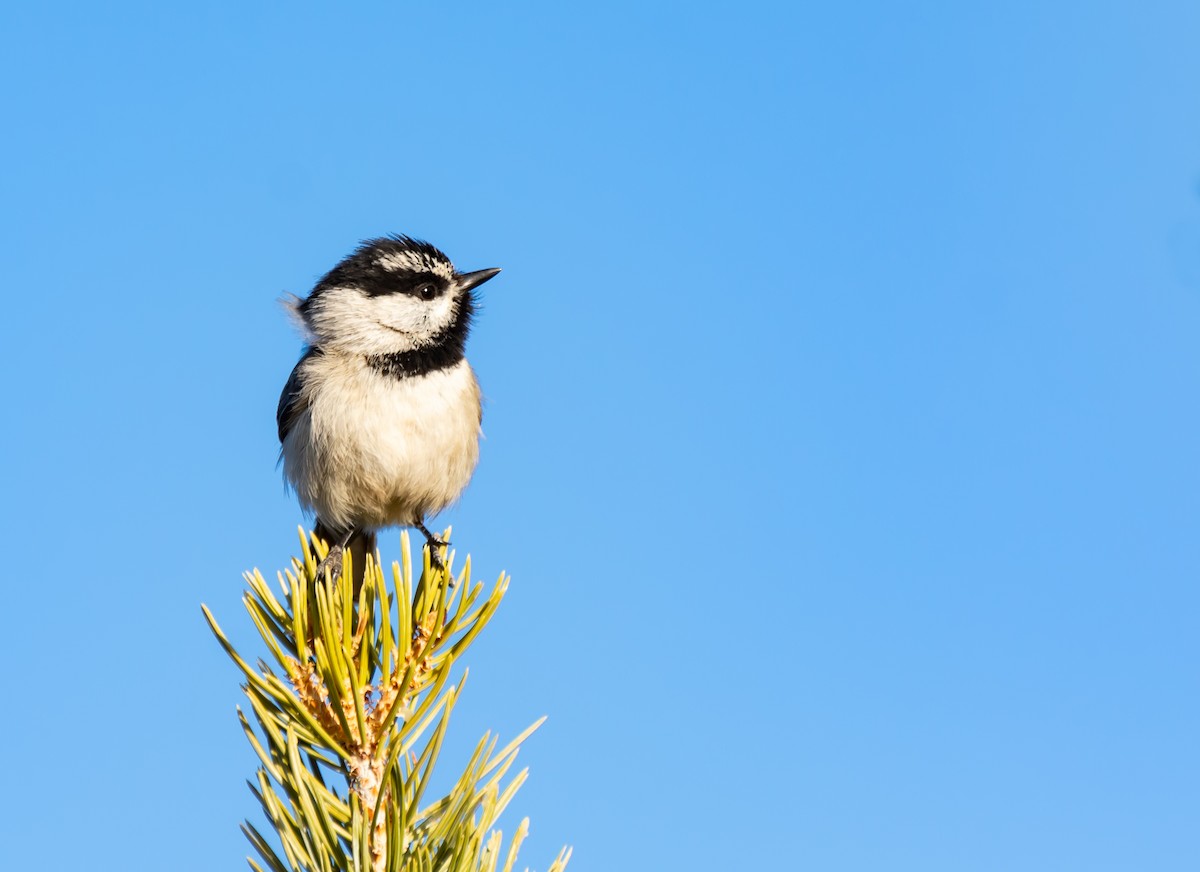 Mountain Chickadee - ML341747821