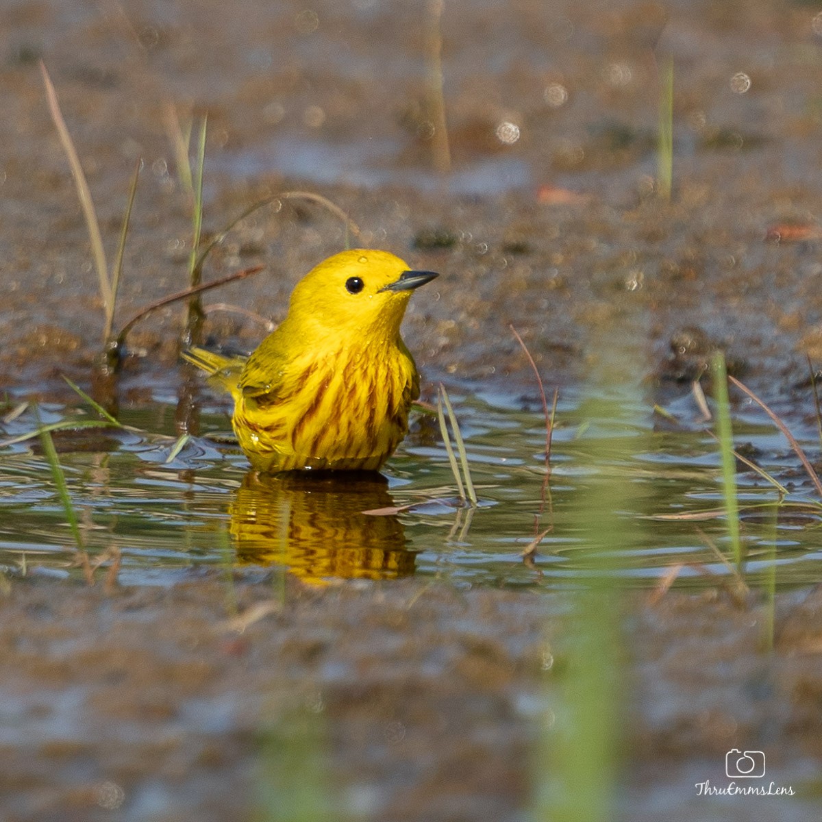 Yellow Warbler - Menashe Lichtenstein