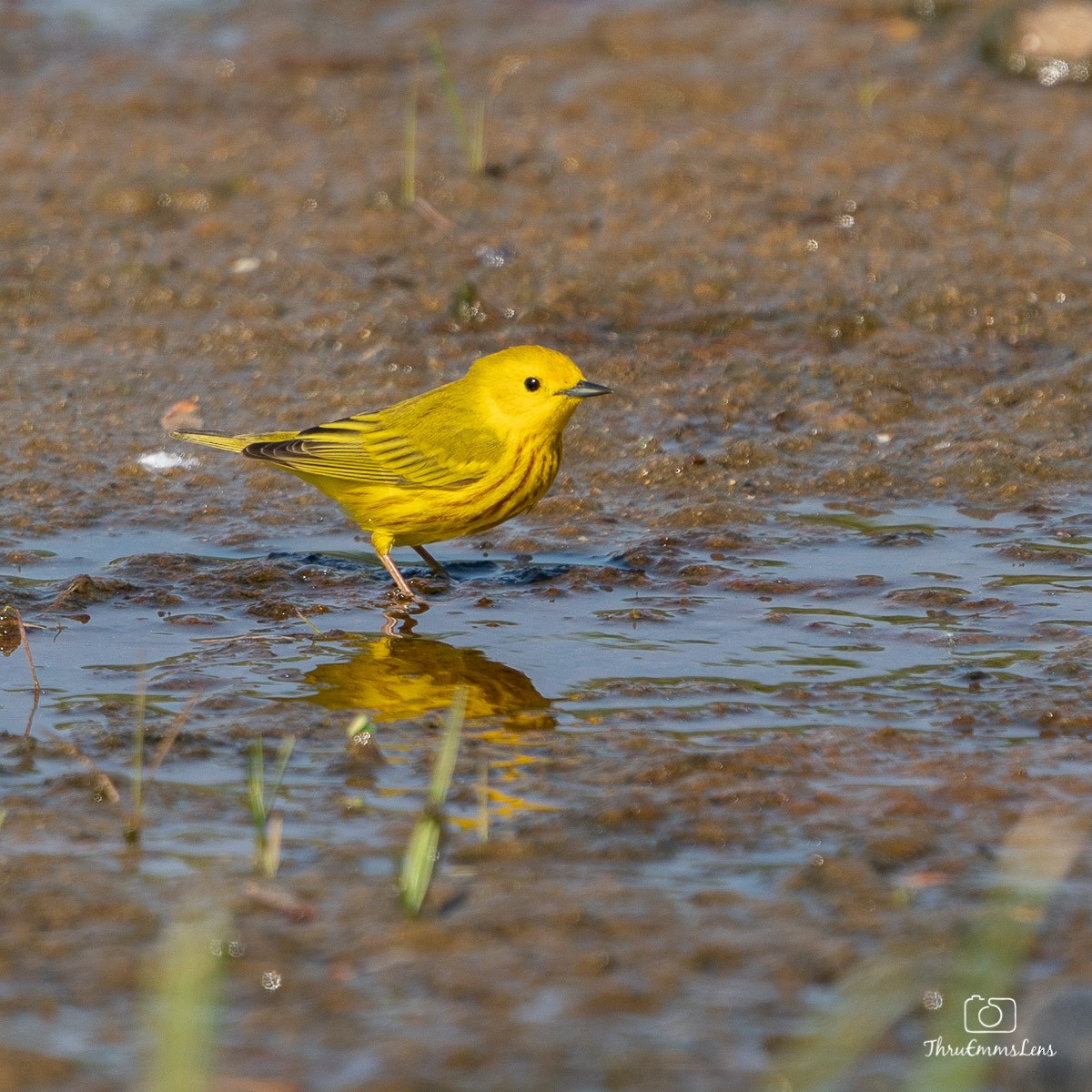 Paruline jaune - ML341747971