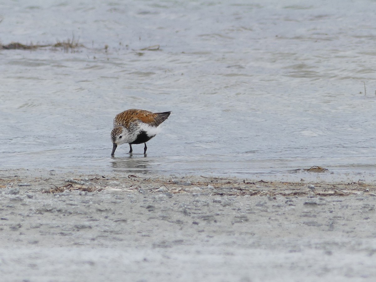 Dunlin - Boris Dobrowolsky