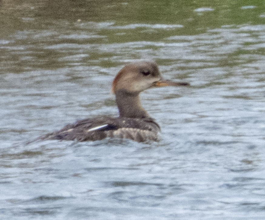 Hooded Merganser - ML341748311