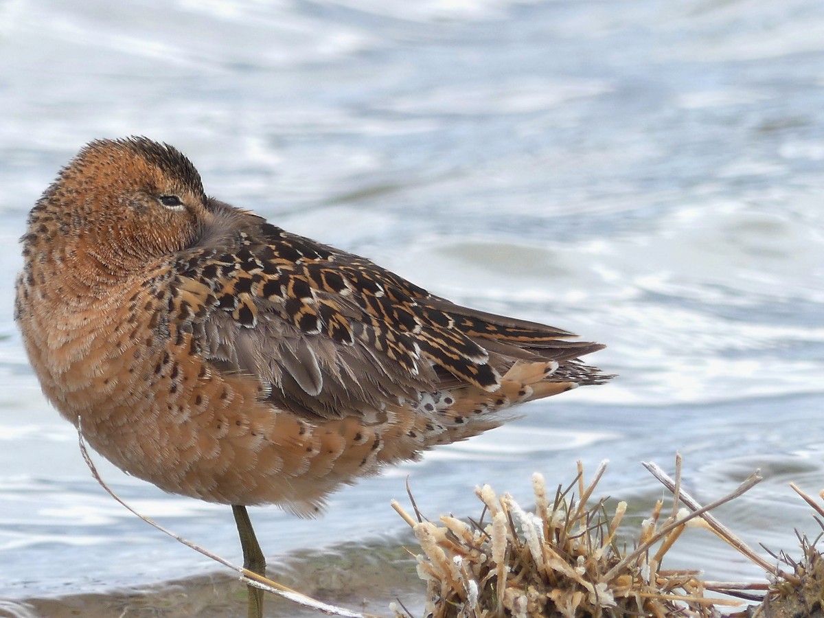 Short-billed Dowitcher - Boris Dobrowolsky