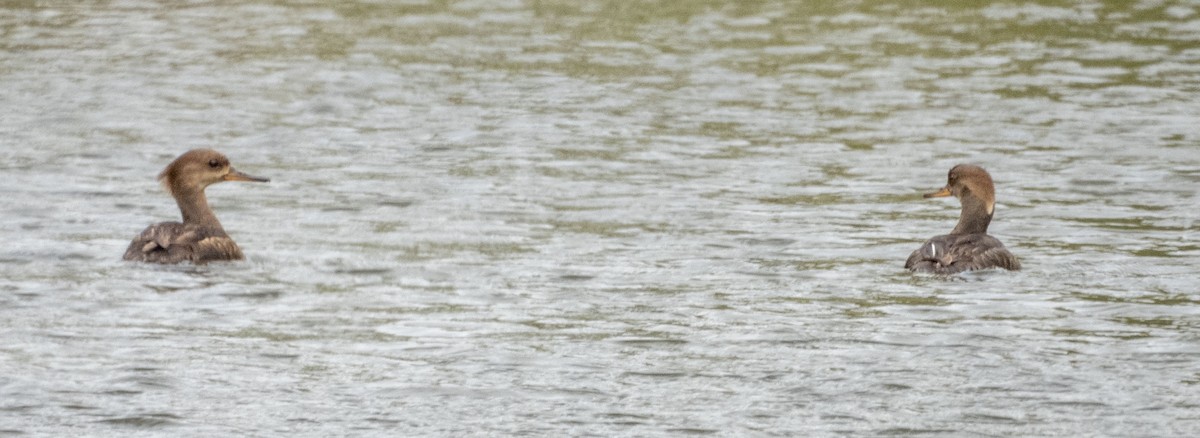 Hooded Merganser - ML341748431