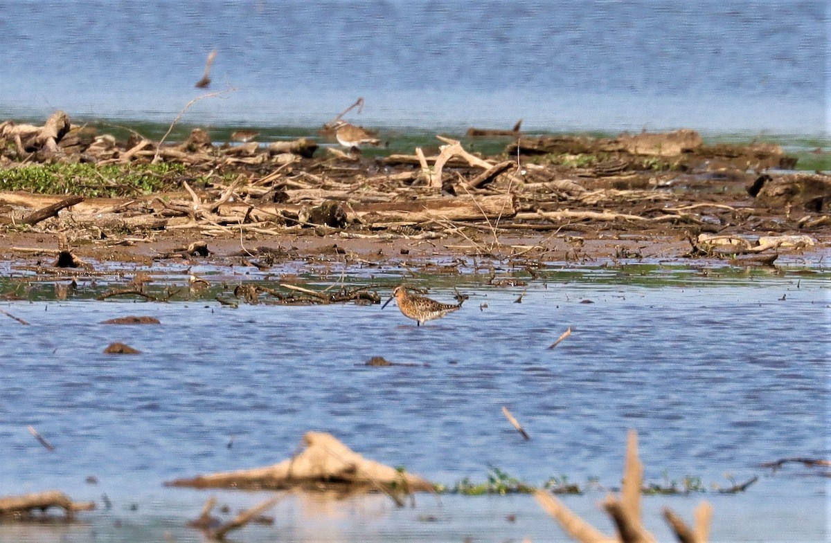 Short-billed Dowitcher - ML341748761