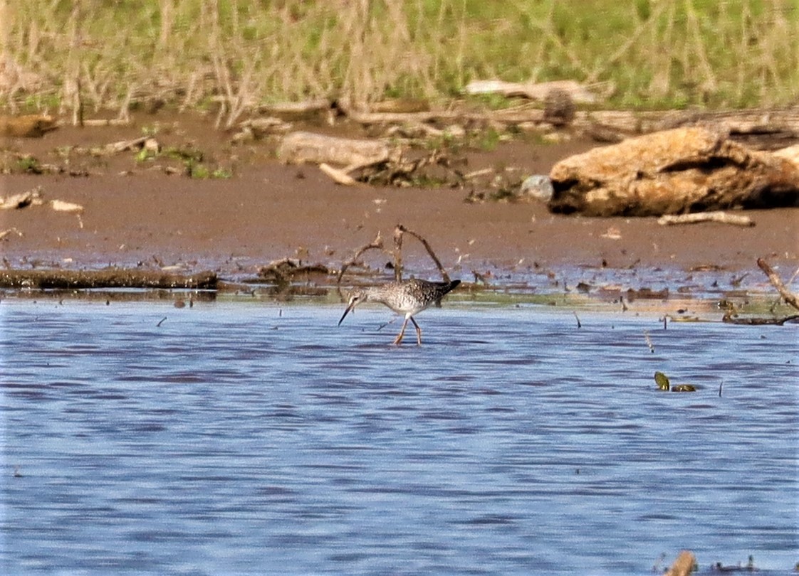 Lesser Yellowlegs - ML341749031