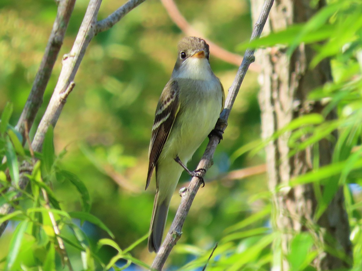 Willow Flycatcher - ML341749041