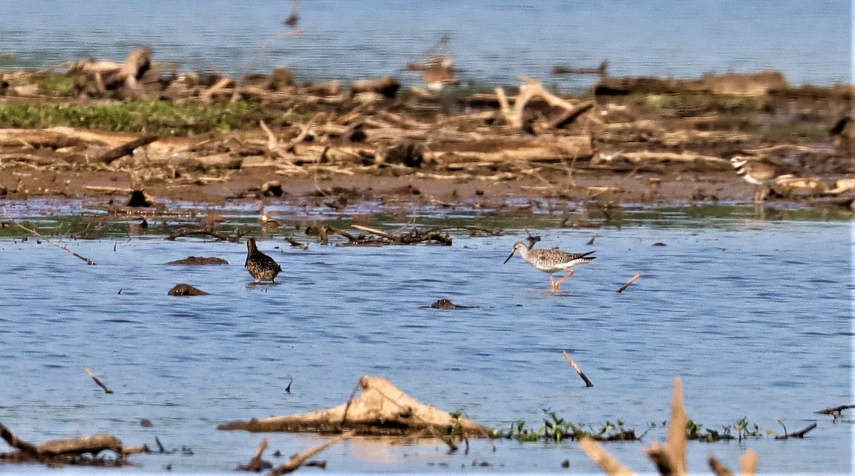 Lesser Yellowlegs - ML341749051