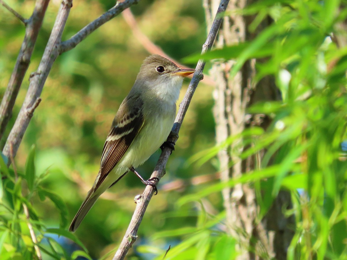 Willow Flycatcher - ML341749061