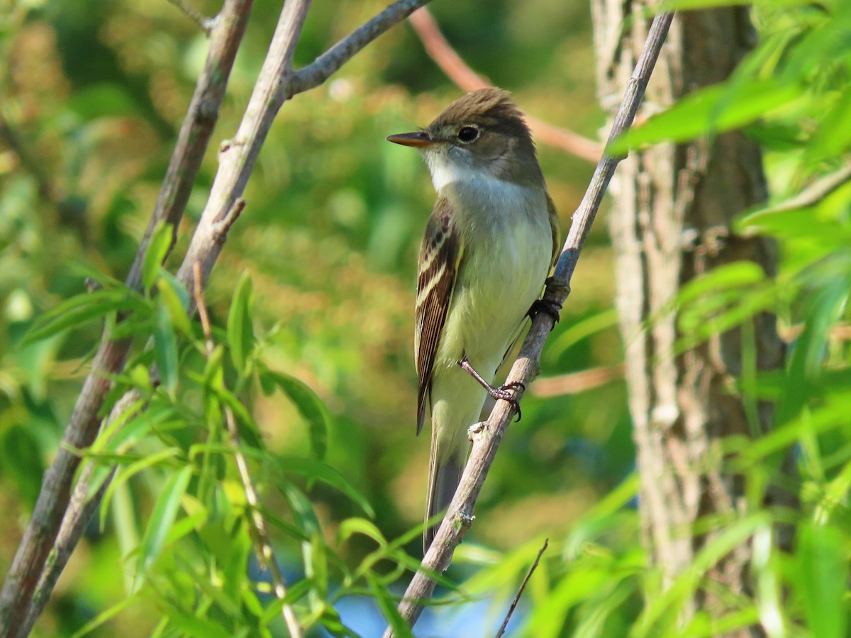 Willow Flycatcher - ML341749081