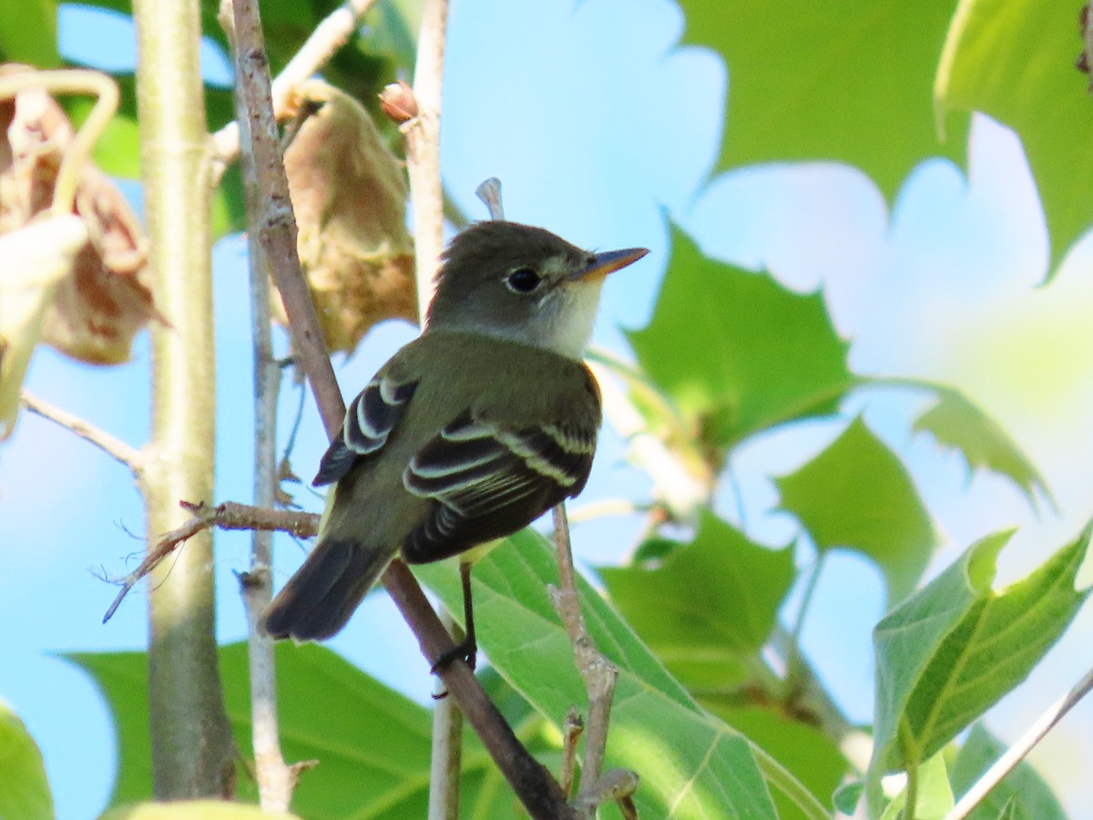 Willow Flycatcher - ML341749121