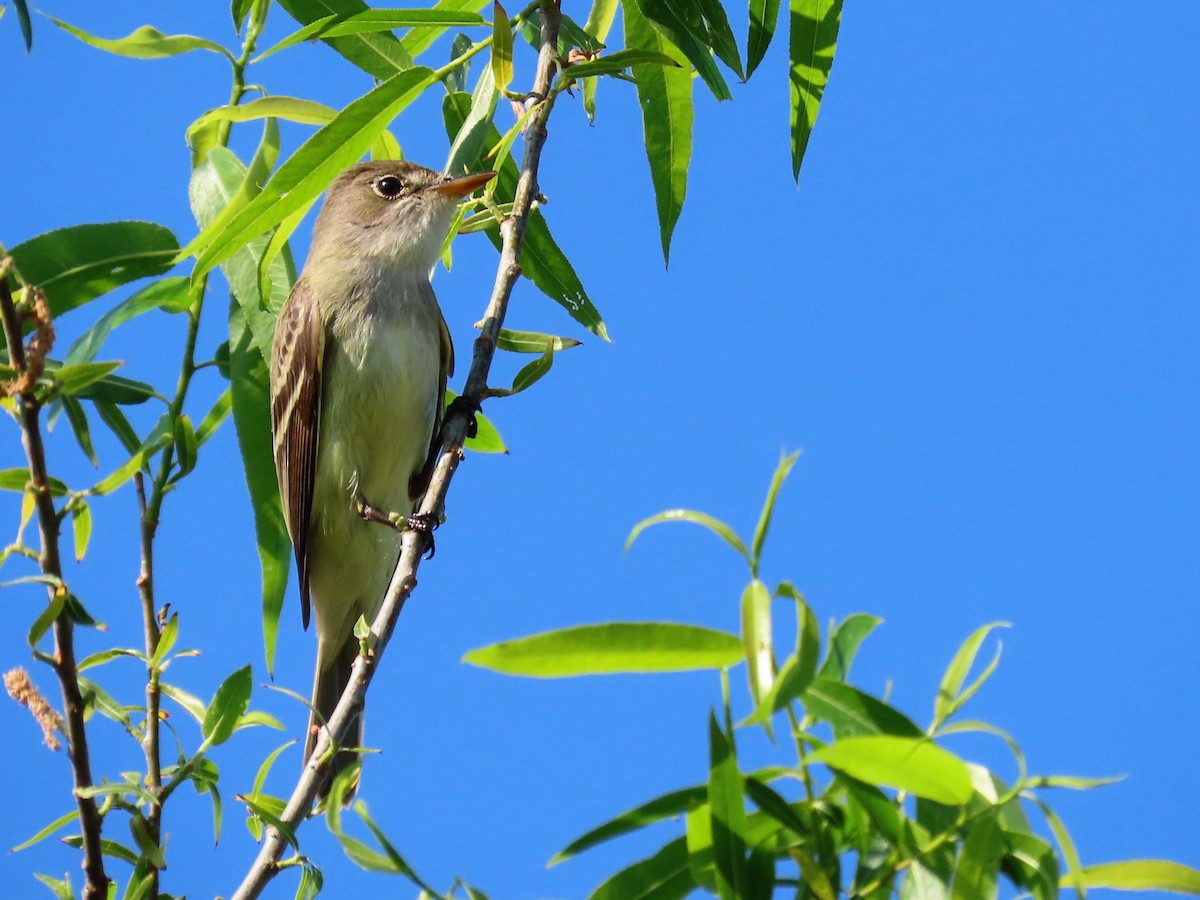 Willow Flycatcher - Phil Lehman