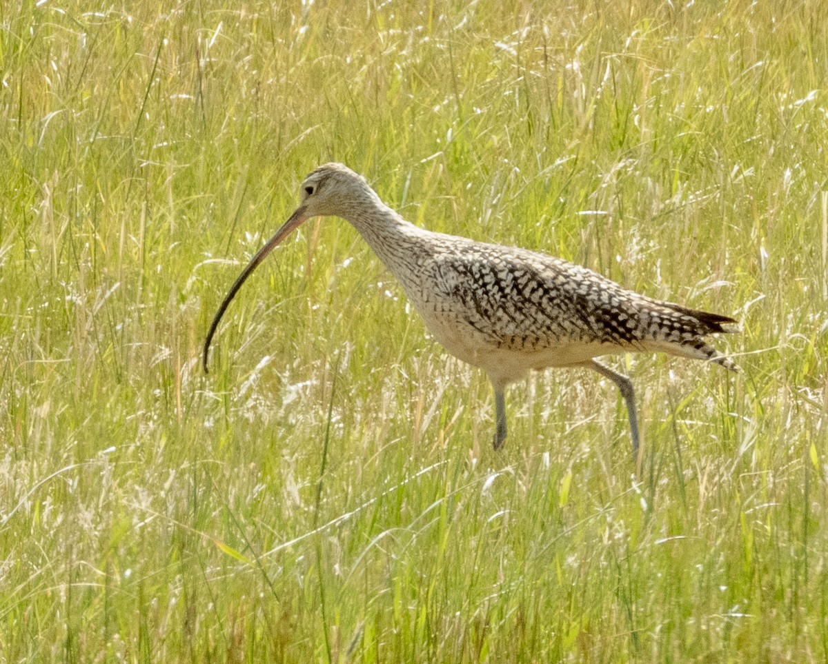 Long-billed Curlew - ML341749201