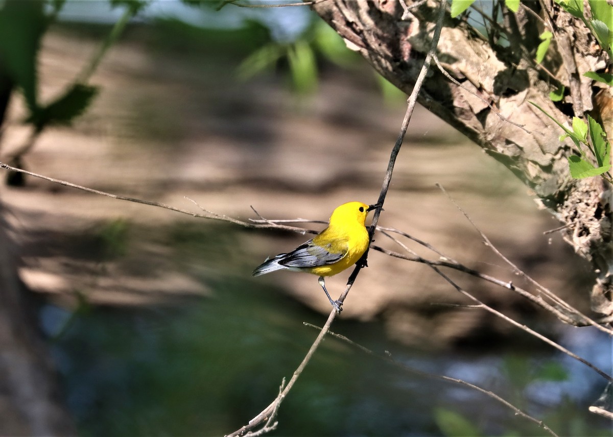 Prothonotary Warbler - ML341749561