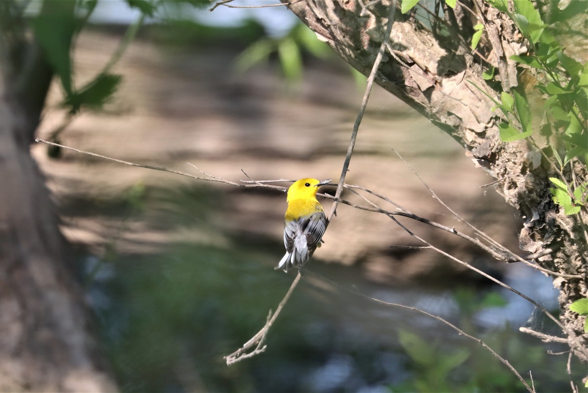 Prothonotary Warbler - ML341749571