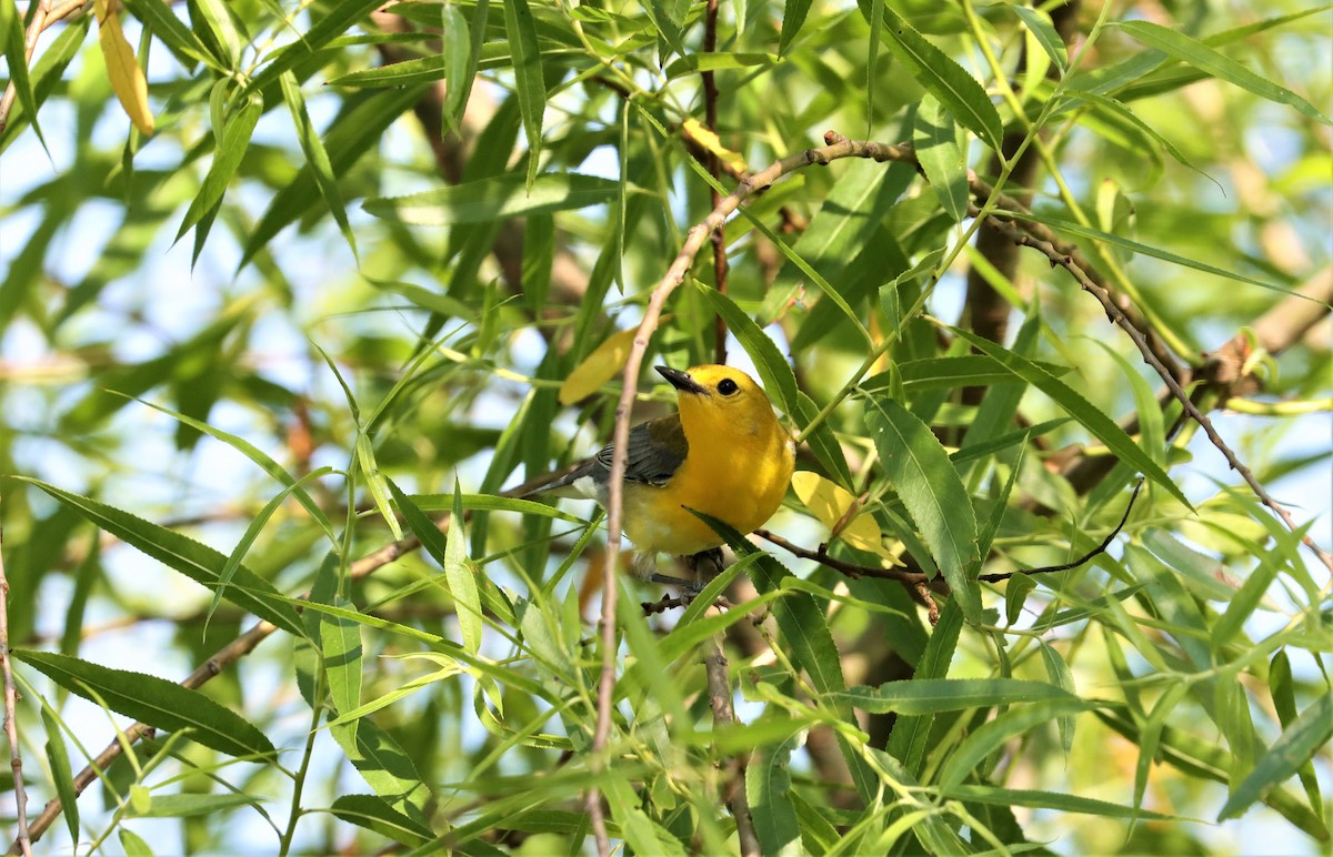 Prothonotary Warbler - ML341749581