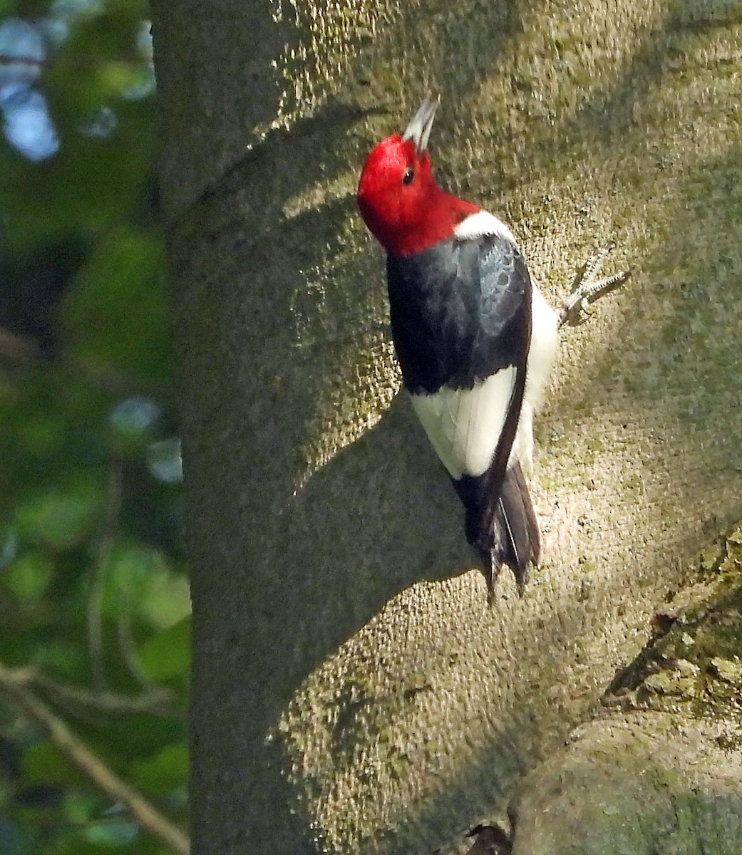 Red-headed Woodpecker - ML341749971