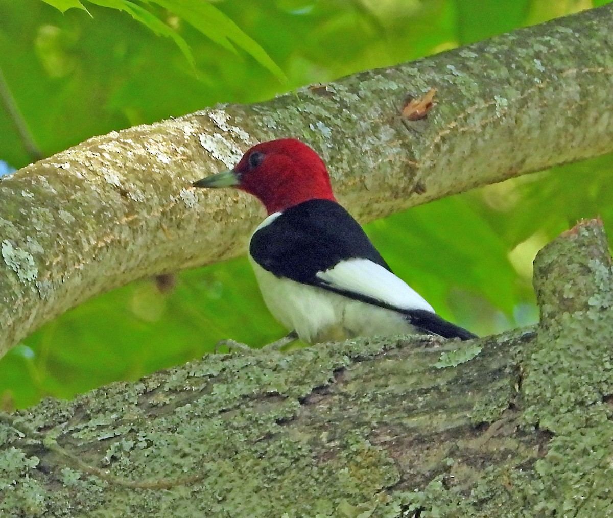 Pic à tête rouge - ML341749991