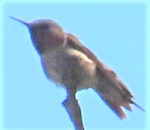 Yakut Boğazlı Kolibri - ML341750251