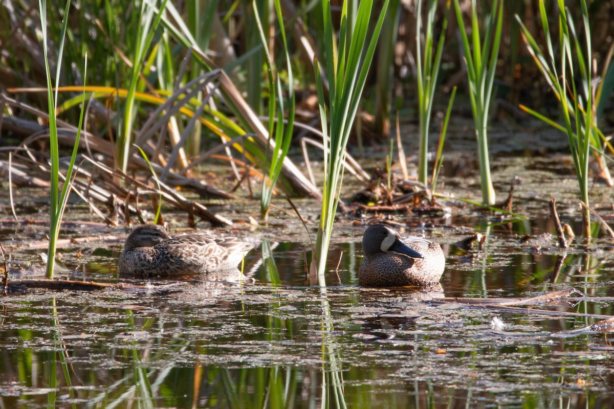 Blue-winged Teal - Danielle Lacasse