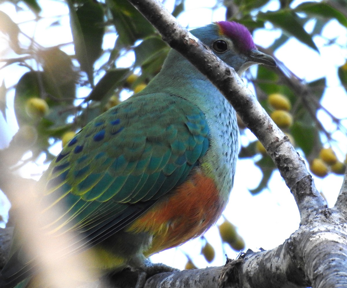 Rose-crowned Fruit-Dove - ML341752701