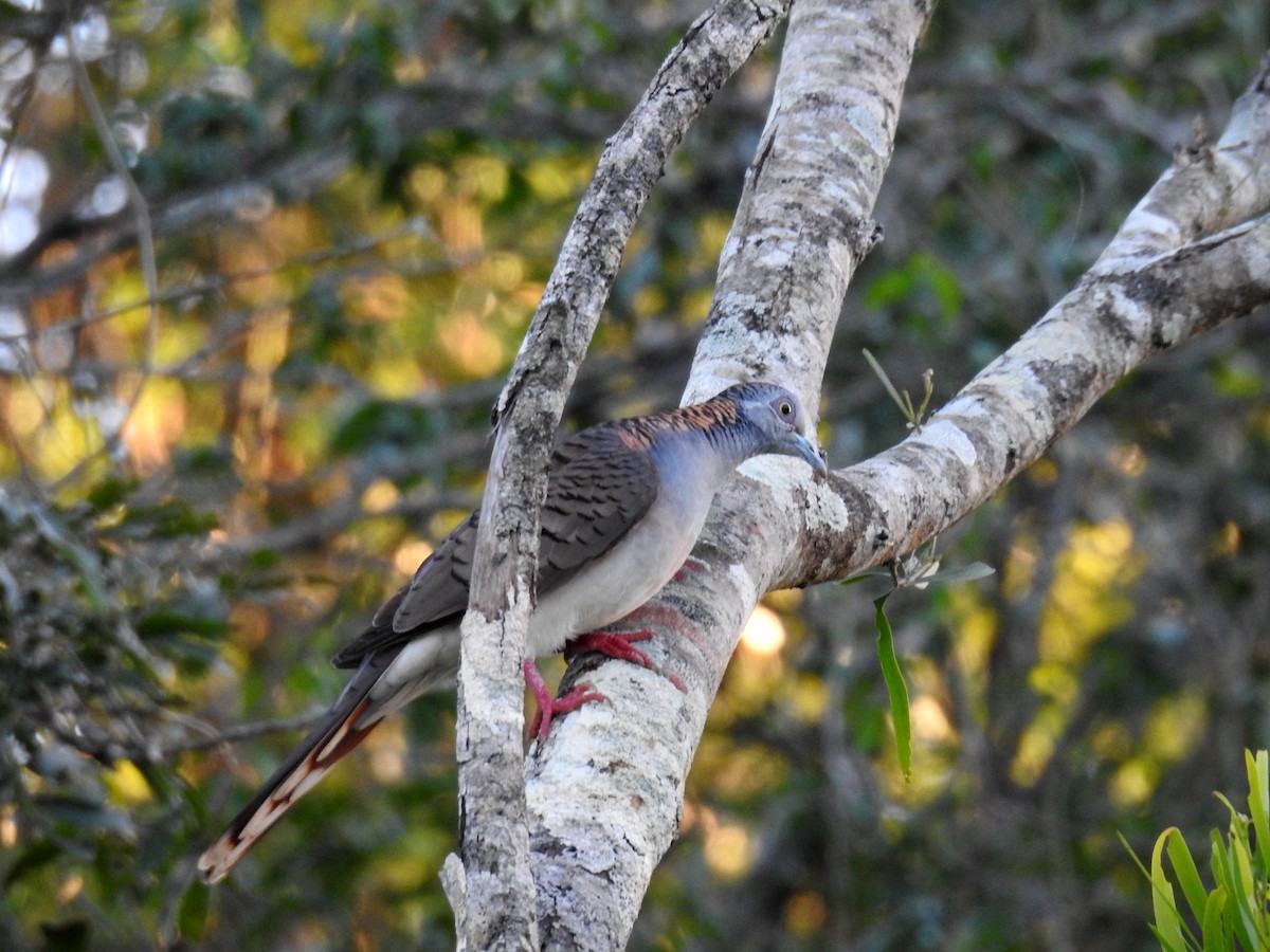 Bar-shouldered Dove - ML341752951