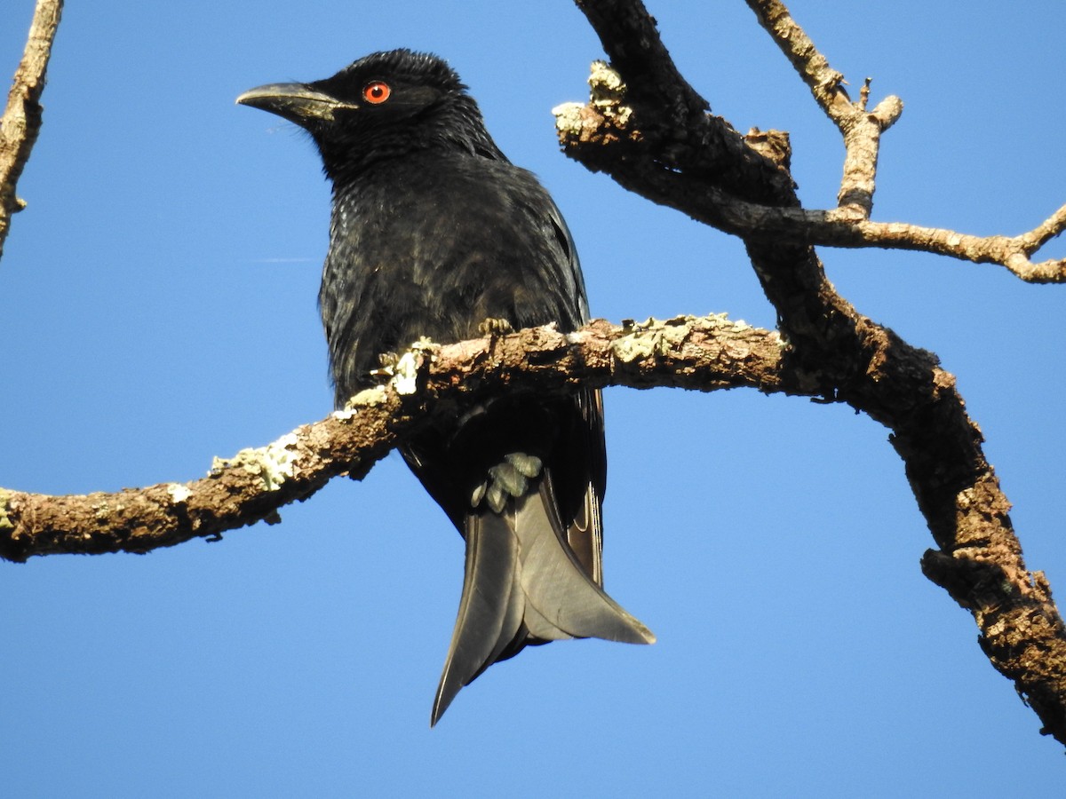 Spangled Drongo - Tim Tucey