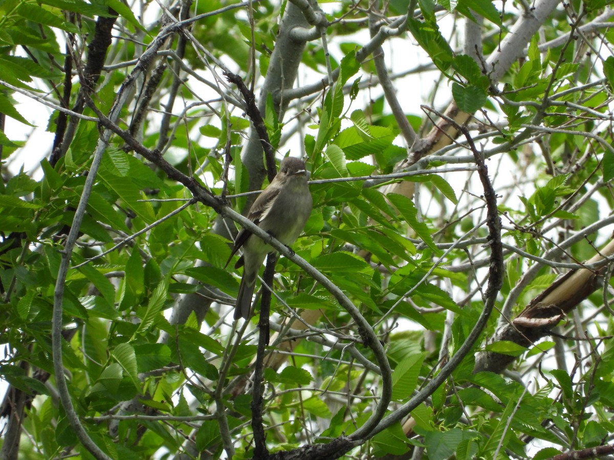 Western Wood-Pewee - ML341753721