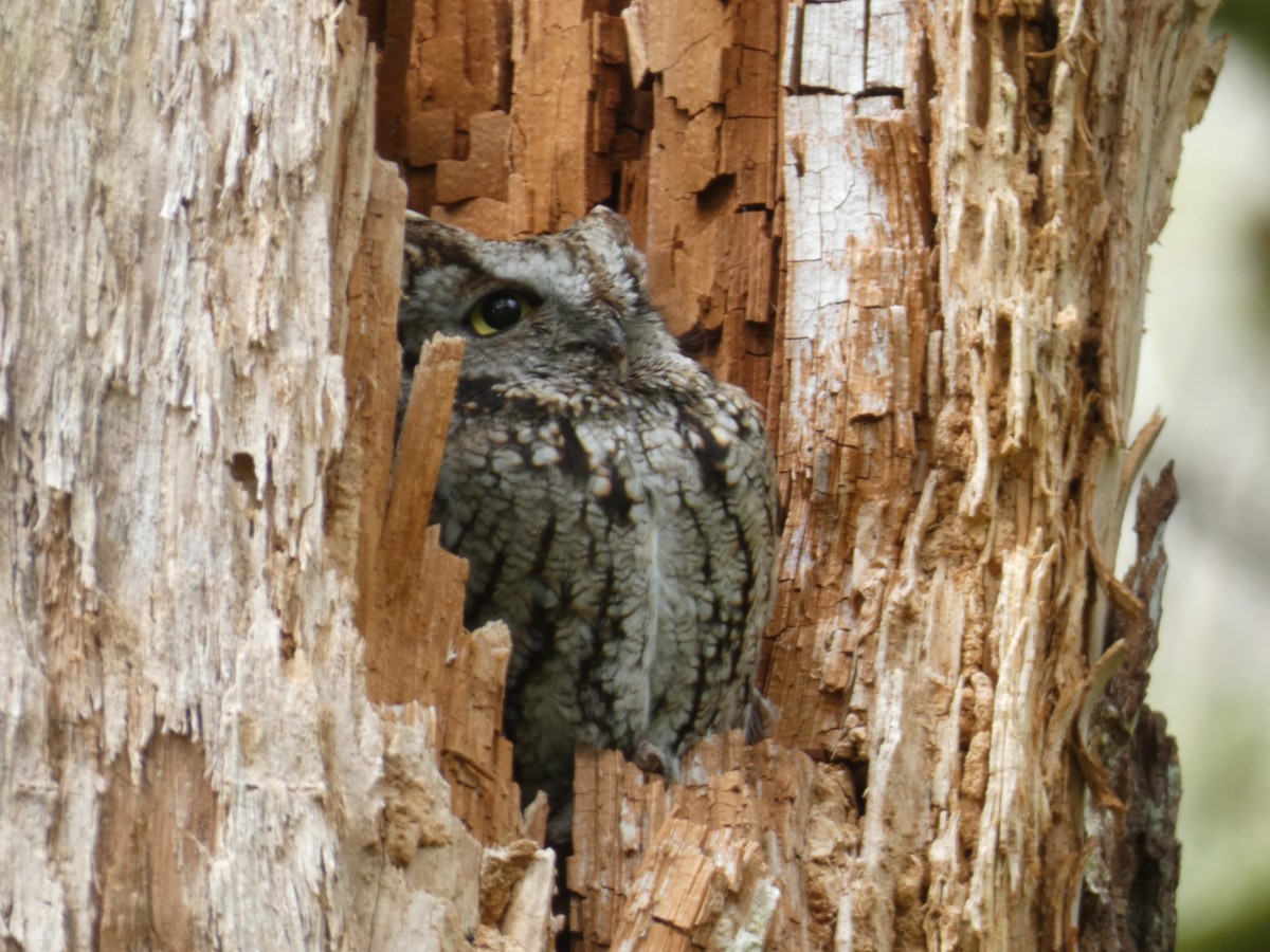 Western Screech-Owl - ML341754141