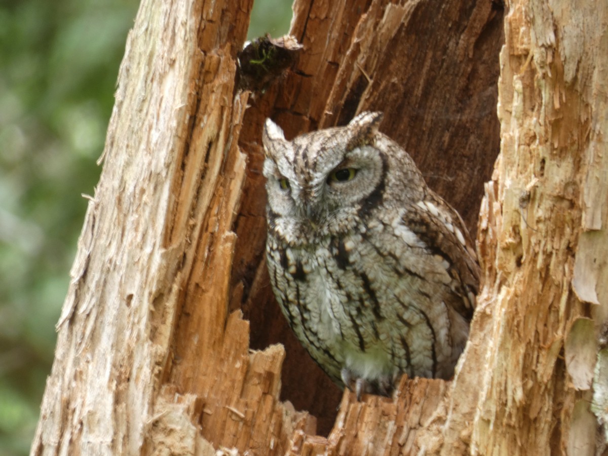 Western Screech-Owl - ML341754311