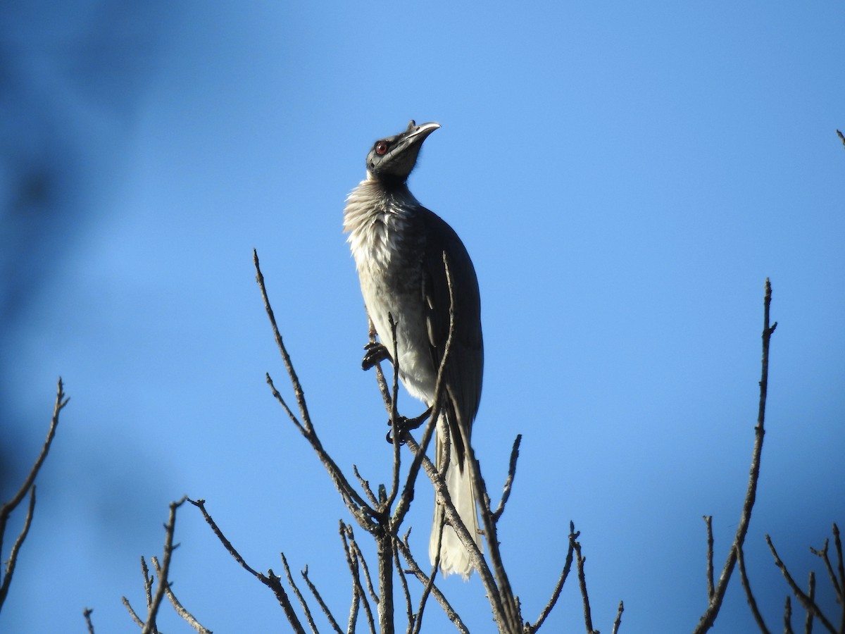 Noisy Friarbird - ML341754561