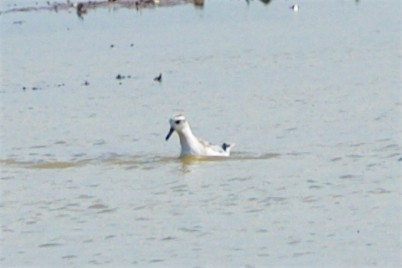 Phalarope à bec large - ML34175461